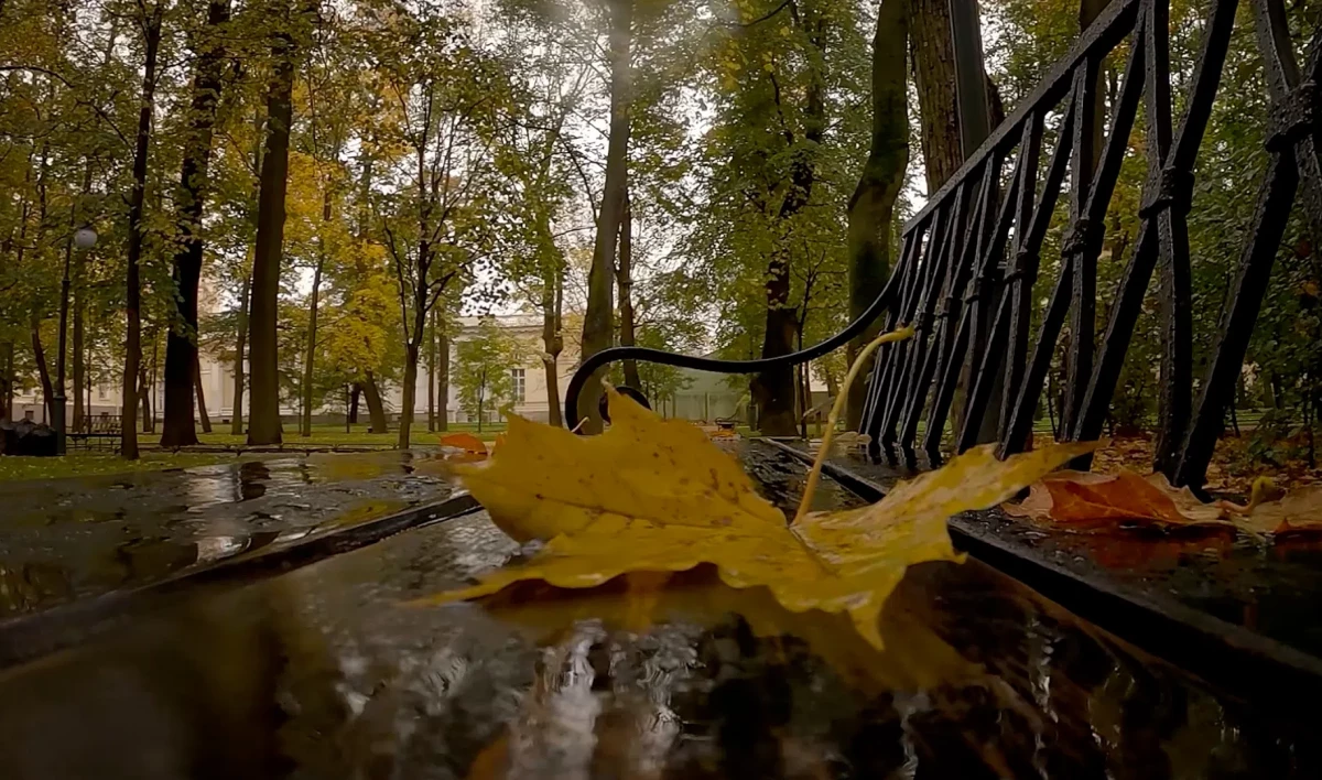 Петербуржцам рассказали, кто отвечает за уборку листвы - tvspb.ru