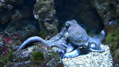 На Северном полюсе нашли крупную рыбу и осьминогов