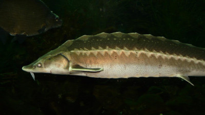 Ученые собираются восстановить популяцию осетра при помощи найденных в Меншиковском дворце костей XVIII века