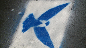 «Синяя птица» на страже чистоты стен, тротуаров и нравов Петербурга