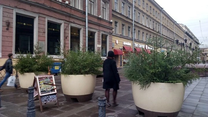 Садовники начали украшать улицы Петербурга живыми елями - tvspb.ru