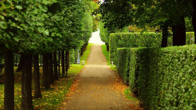 Открытие садов, парков и скверов — тема нового выпуска программы «Петербург против коронавируса»