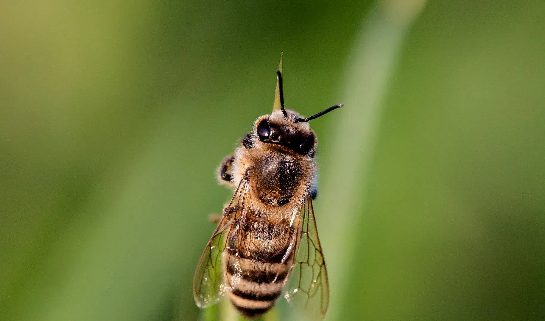 Петербургский биолог рассказал, как ученым удалось натренировать пчел диагностировать COVID