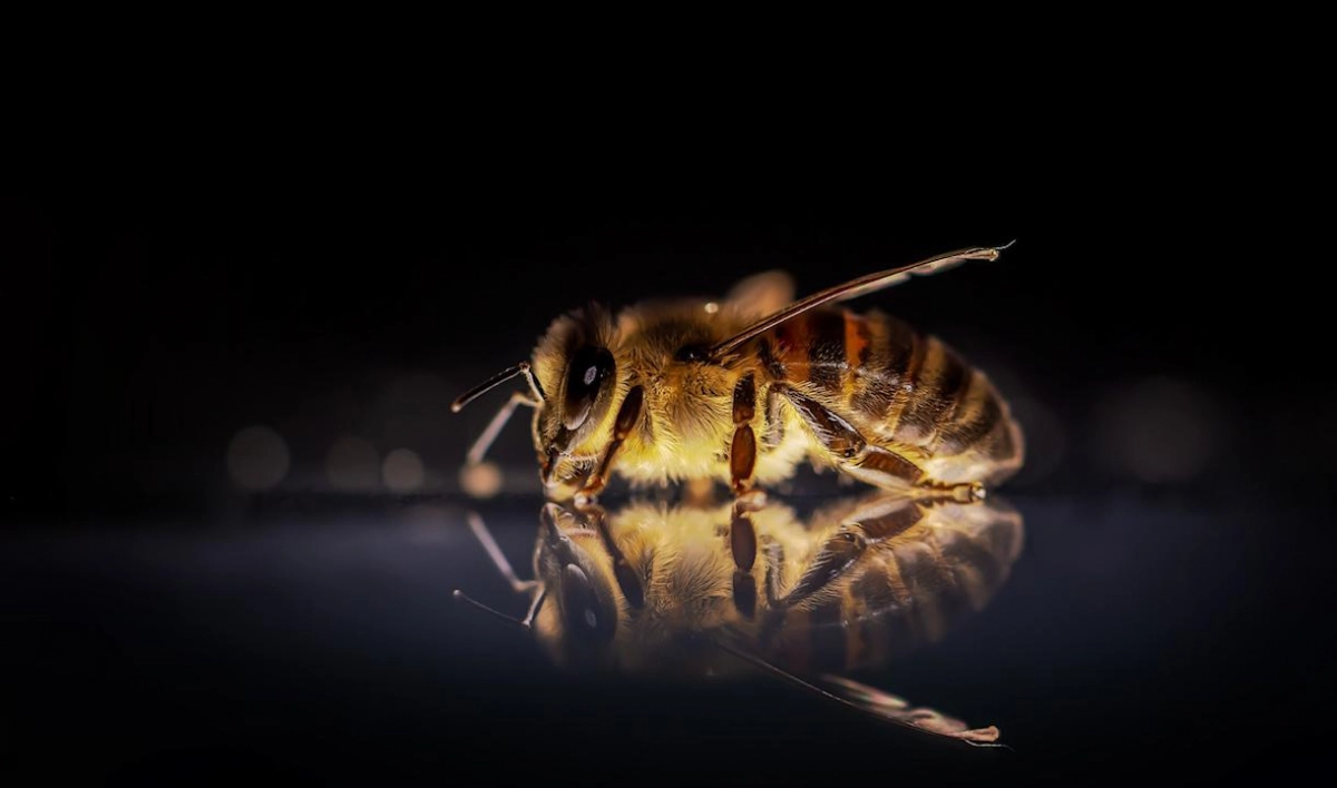 Житель Башкирии завел виртуальную пасеку и сдает пчел в аренду - tvspb.ru