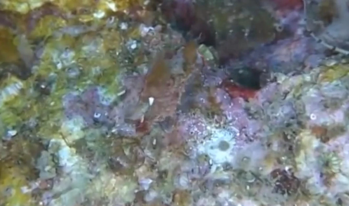 Ученые обнаружили новый вид морских коньков. Их назвали «японскими свинками» - tvspb.ru