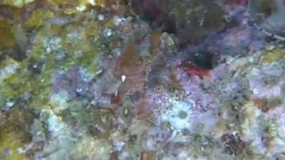 Ученые обнаружили новый вид морских коньков. Их назвали «японскими свинками»