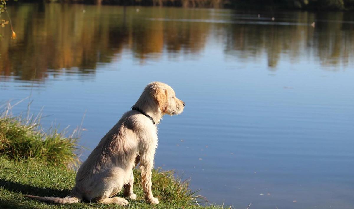 Кинологи рассказали о правилах поведения с собакой на водоеме - tvspb.ru