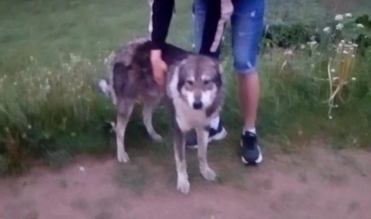 В Волосовском районе спасли собаку, провалившуюся в колодец - tvspb.ru