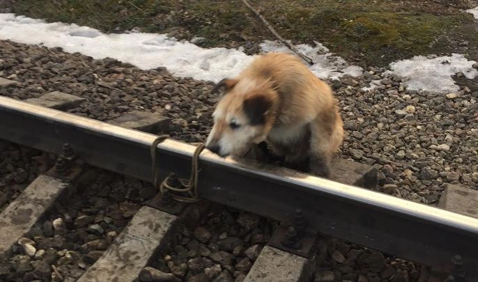 Машинист поезда спас собаку, привязанную к рельсам в Ленобласти - tvspb.ru