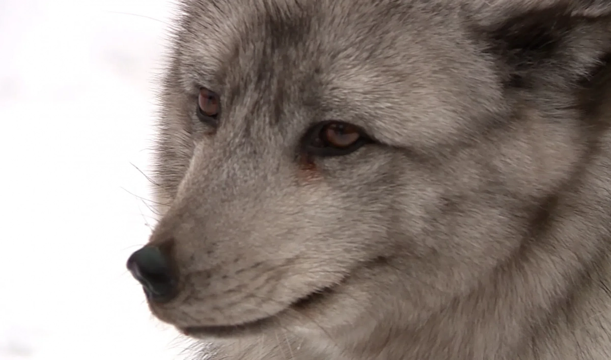 В Приморском районе петербуржцы заметили песца – он мог сбежать от хозяев - tvspb.ru