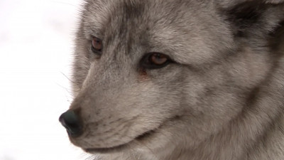 В Приморском районе петербуржцы заметили песца – он мог сбежать от хозяев