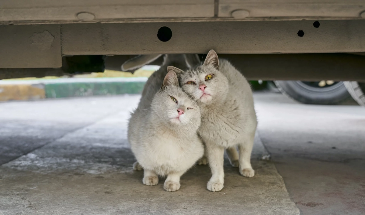 Мирон Ветрогон и День офицера. Что отмечают 21 августа - tvspb.ru