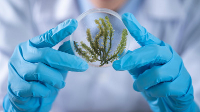 Петербургские ученые предложили получать электроэнергию c помощью водорослей