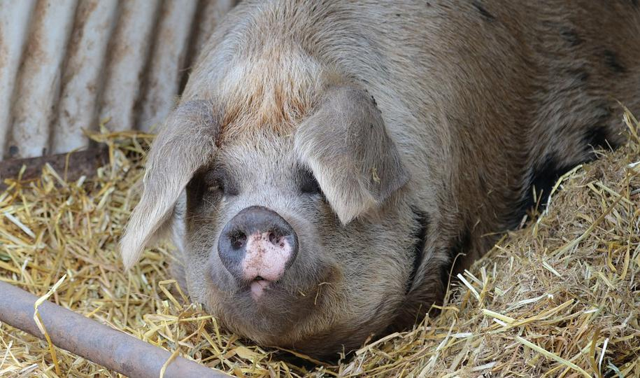 В Ленобласти продают свиноводческое предприятие за 270 миллионов рублей