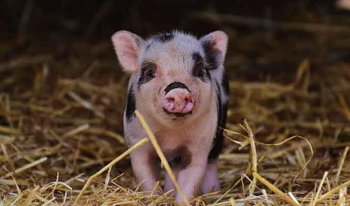 Ученые испытали технологию погружения в анабиоз на мини-пигах - tvspb.ru