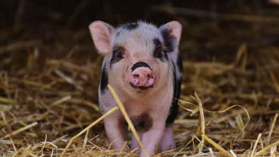 Ученые испытали технологию погружения в анабиоз на мини-пигах