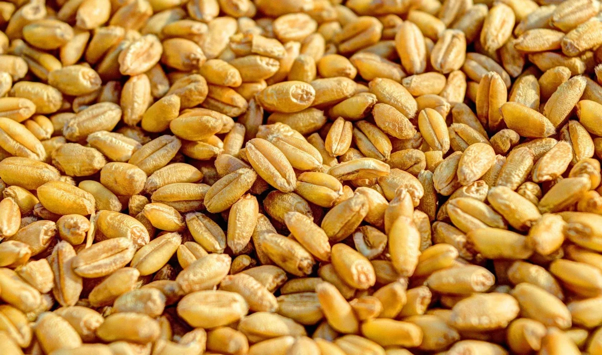 Михаил Мишустин заявил о более чем 100-процентном обеспечении России зерном - tvspb.ru