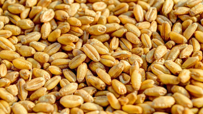 Михаил Мишустин заявил о более чем 100-процентном обеспечении России зерном