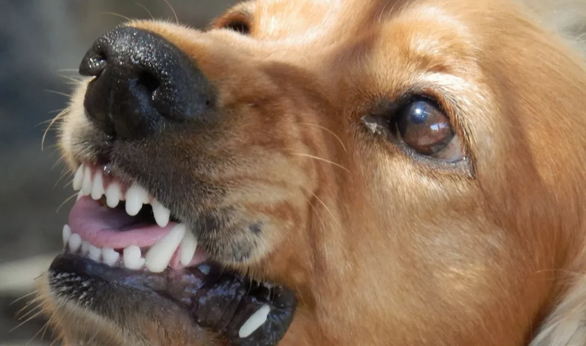 В Госдуму внесут законопроект о наказании за нападение бездомных собак - tvspb.ru