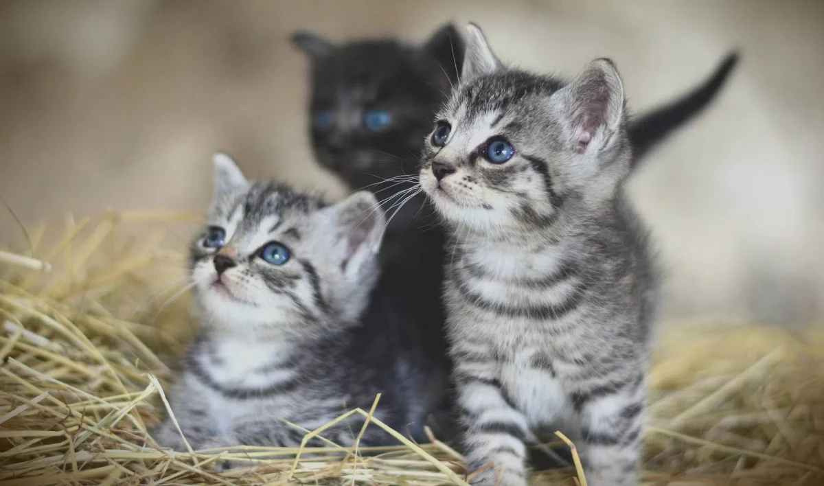Международный день кошек и День шоколада. Что отмечают 8 августа - tvspb.ru