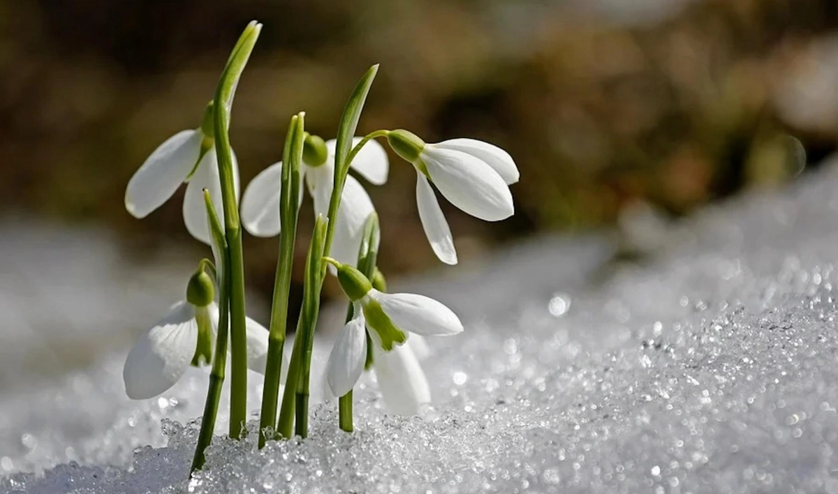 Вселенская родительская суббота и День подснежников. Что отмечают 6 марта - tvspb.ru