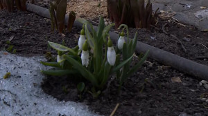 Весне — дорогу: первые подснежники появились в Летнем саду