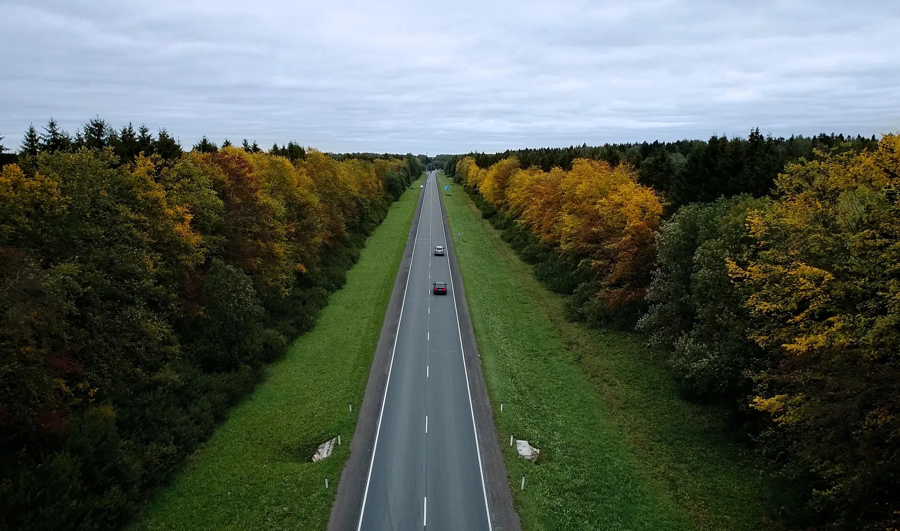 ленинградская дорога. ленинградский дороги. пластмассовые дороги в ленинградской области. дорога в хвойном лесу. ленинградский дороги.