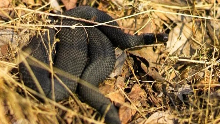 Рекомендации дачникам: как снизить риск встречи со змеями - tvspb.ru