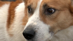 Четвероногие участники экспедиций Виктора Боярского, почётного полярника России