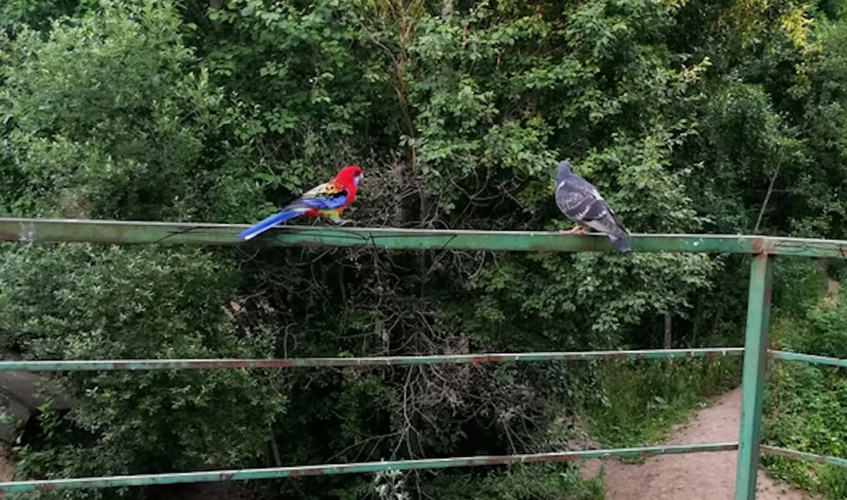 В Невском районе попугай сбежал от хозяйки к голубке - tvspb.ru