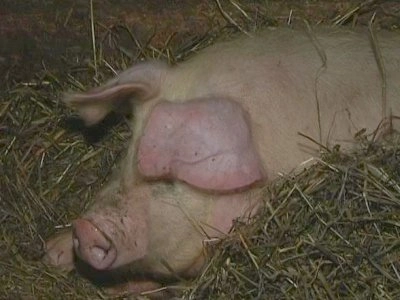 Россия запретила ввоз живых свиней и субпродуктов из ЕС и США - tvspb.ru