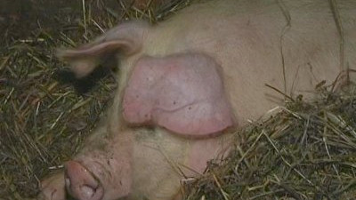 Россия запретила ввоз живых свиней и субпродуктов из ЕС и США