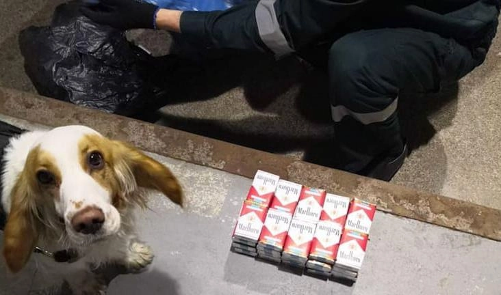 Собака по кличке Порш помогла обнаружить 500 пачек контрафактных сигарет - tvspb.ru