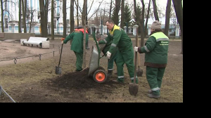 В Петербурге высаживают первые в этом году деревья