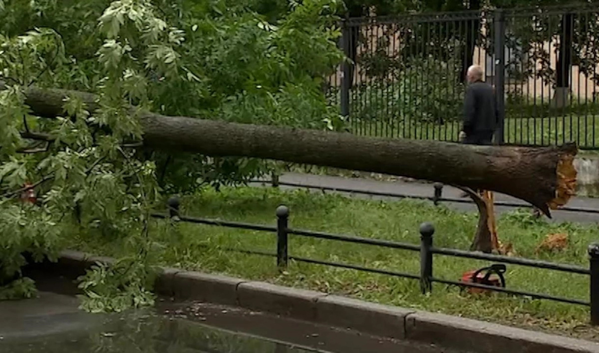 Два человека пострадали из-за падения деревьев в Петербурге - tvspb.ru
