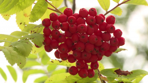 Рябина: как собирать и хранить?