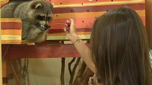 Дарья Цыбульская кормит енотов в контактном зоопарке
