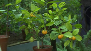 Пара мандаринов — лучший подарок на востоке: Ботанический сад расскажет о самых новогодних растениях