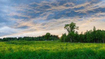 В Ленобласти стоимость земли подешевела почти на 1,5%