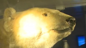 Символ Арктики: день белого медведя на ледоколе «Красин»