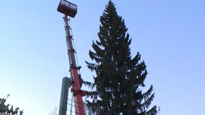 30 метров, 12 тонн и 100 лет —  идеальные параметры главной новогодней ели Петербурга