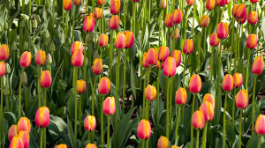 Разноцветная красота: фестиваль тюльпанов на Елагином острове открывается в выходные