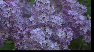 «Сиреневый променад»: пять тысяч кустов на фестивале и императорский розарий в Павловском парке