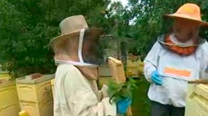 Приручаем пчёл. Находим общий язык с полосатыми насекомыми