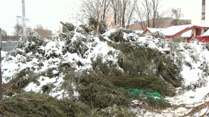 Ёлки, палки и щепа. Как экологично избавиться от новогодней ёлки