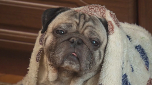 #НАПОВОДКЕ: перед началом сезона фейерверков зоо-волонтёры Петербурга запустили флешмоб для хозяев собак