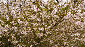 Зацвели вишни в саду на Петроградской: не пропустите короткий, но яркий сезон цветения сакуры и магнолии в Ботсаду