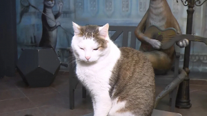 Дикие кошки в «Республике котов»