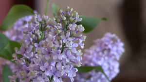 Живая сирень вернулась в комнаты Александровского дворца