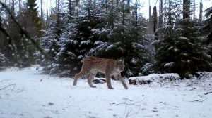 В поисках диких кошек